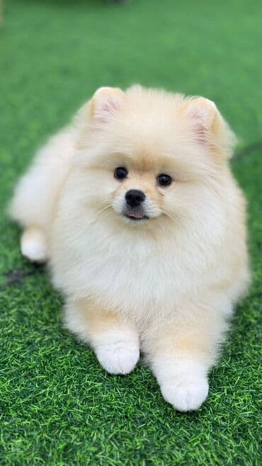 объявления отдам в хорошие руки щенка: Шпиц, 3 месяца, Самец, С прививками, Бесплатная доставка — 4