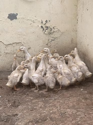 simmental cinsi: Ağ rəngli ördək balaları (təxminən 20–25 baş) - Cins: ağ yerli — 1