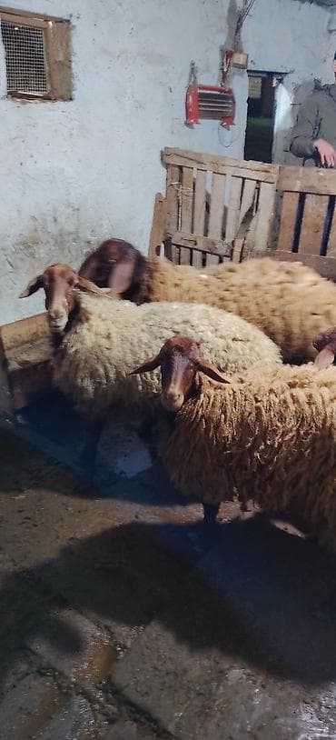 xaski haqqinda melumat: Bu heyvanlar satlır isteyen olsa yazsin 1 erkey togulu 1 ci qarina — 5