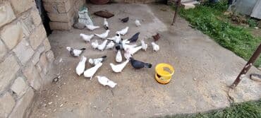 Грызуны: Salam aleykum herkese ALLAH hamının malına BERKET versin gördüyünüz — 6