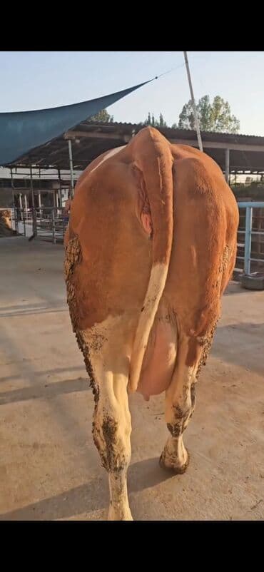 südlük inəklər: Süd yönümlü inək - Cins tipi: qırmızı-ağ rəngli, iri cüssəli süd — 6