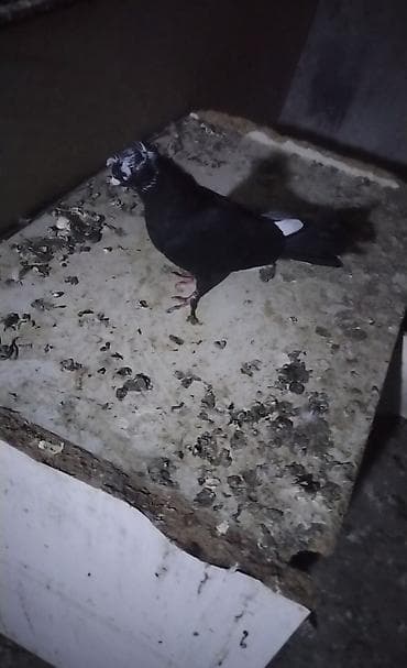 tap az goyercin satisi: Cins: dekorativ göyərçin (qara rəngli, baş və burun nahiyəsində ağ — 3