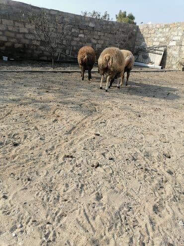 K/t heyvanları üçün mallar: Quzular – 3 baş 3 də bir satılır qiymət sondur bir dənəsi 450 — 2