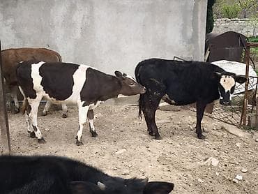 Dana, buzov, Dişi, Holsteyn, Simental, ay: 1, Damazlıq, Südlük, Ödənişli çatdırılma, Ünvandan götürmə — 7