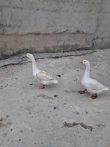Erkək, Damazlıq — 4