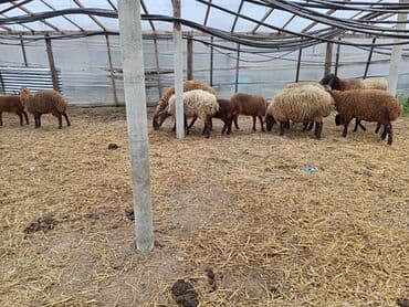 en ucuz uce: Dişi, Qala, il: 1, 50 kq, Damazlıq, Ünvandan götürmə — 2