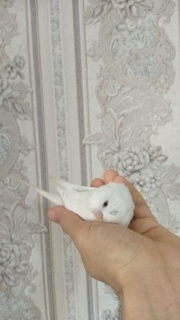 amerika devequsu haqqinda melumat: Sağlam aktiv ve ələ oyreşen erkek balalar. Ünvan Nesimi metrosu — 5