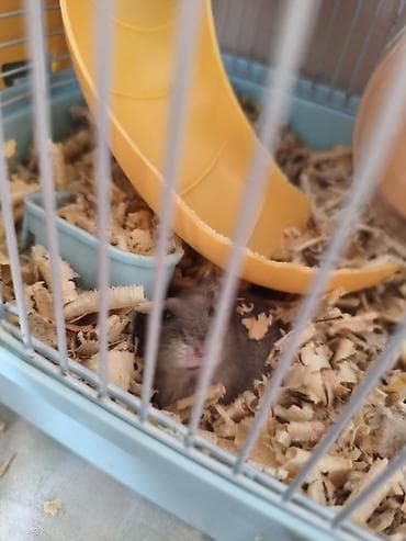 lalafo it satışı: Salam hamster satılır Erkey dişi altında 7 dene balası var qəfes — 2