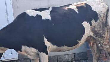 qafqaz coban iti satilir: Inəklər, öküzlər — 3