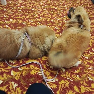 Pekines, 7 ay, Dişi, Peyvəndli, Ünvandan götürmə lalafo.az -da Pekines, 7 ay, Dişi, Peyvəndli, Ünvandan götürmə