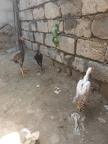 qazel heyvan: Toyuq cücələri, Damazlıq — 2