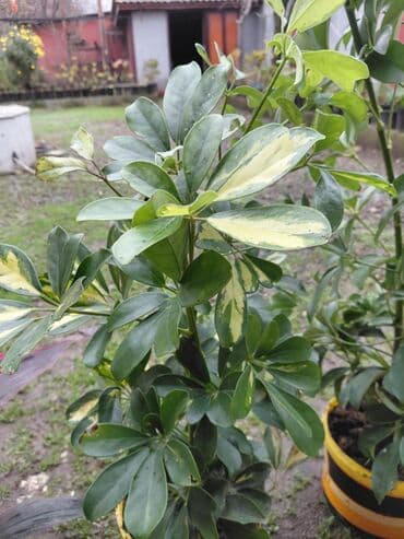 monstera bitkisi: Şeflera 15 azn. Monster 15 — 3