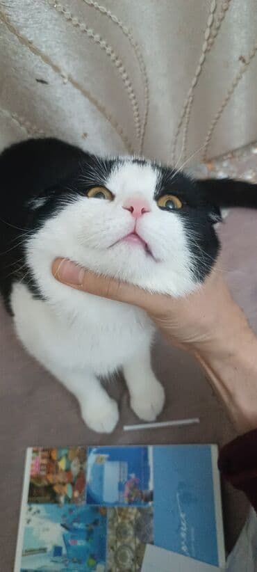 ev heyvan adlari: Şotland yastı qulaq, Erkək, Yaxşı əllərə, Ünvandan götürmə, Pulsuz çatdırılma, Ödənişli çatdırılma — 4