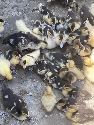 sevgi qusu: Lal ördek 63 edet var 15 günlüde var 10 de var ve qarişiqdi içinde — 1