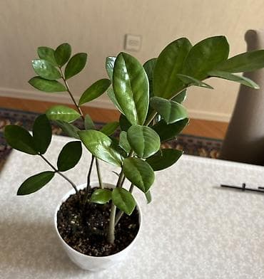 diffenbaxiya bitkisi: Zamioculcas zamiifolia (ZZ bitkisi) – dekorativ otaq bitkisi - Parlaq — 6