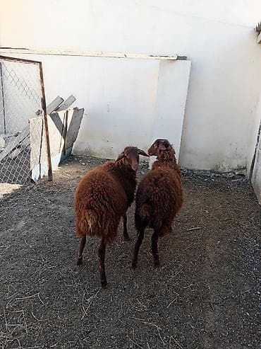 sort qoyunlar: Dişi, Qala, il: 1, 50 kq, Damazlıq, Ünvandan götürmə — 2