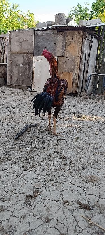 Xoruz, Heyratı, il: 1, Ünvandan götürmə, Ödənişli çatdırılma, Rayonlara çatdırılma — 7