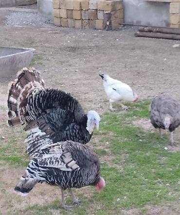 hinduska satisi: Hindular – ev şəraitində becərilən, sağlam və iri cüssəli — 3