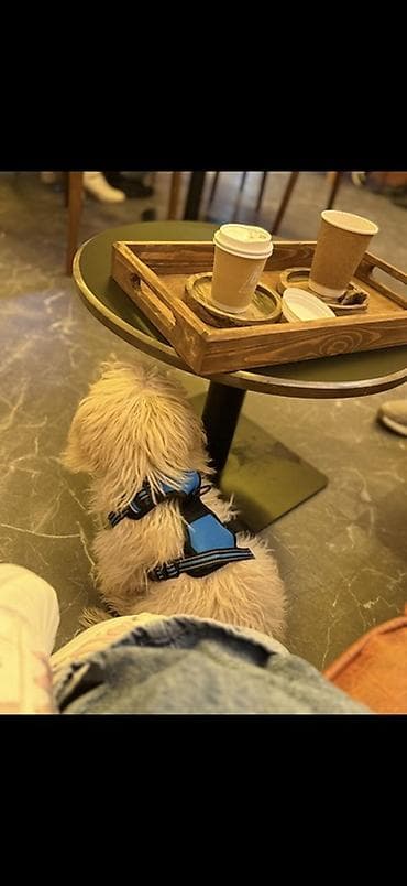 rottweiler satisi: Pudel, Erkek — 10