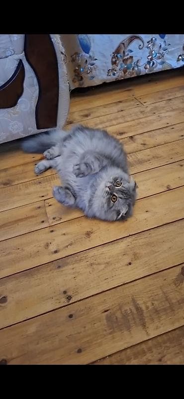 pişik alıram: Şotland, Erkək, Yaxşı əllərə, Ödənişli çatdırılma — 2