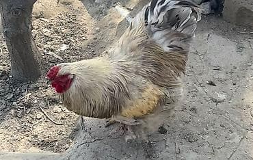 Bramo Xoruzu satılır. Almaq istəyən şəxslər əlaqə saxlaya bilər