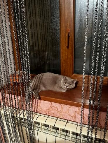 baku pişik satis: Britan, Dişi, Yaxşı əllərə, Pulsuz çatdırılma — 2