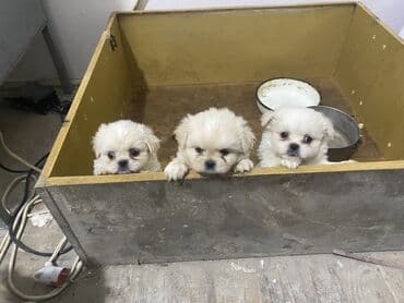 Pekines lalafo.az -da Pekines