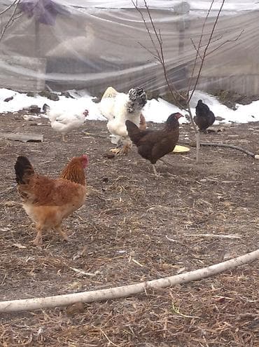 toyuqlar: Toyuq, Brama, Damazlıq, Ödənişli çatdırılma — 9