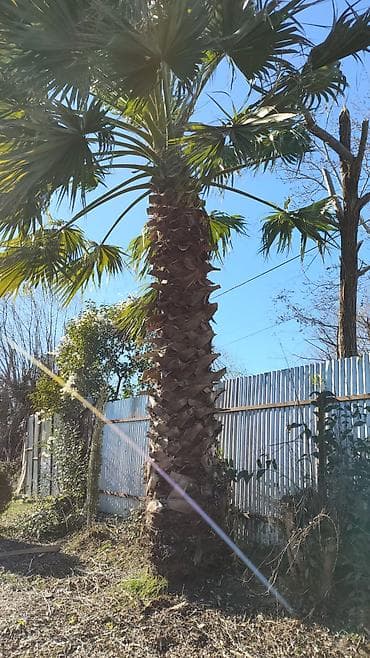 Dekorativ palma ağacı – fan formalı yarpaqları olan, hündür gövdəli — 3