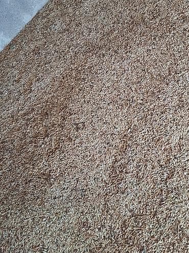 Heyvan yemi arpa satılır.Şamaxıda qara torpaqda yetişmiş yüksək