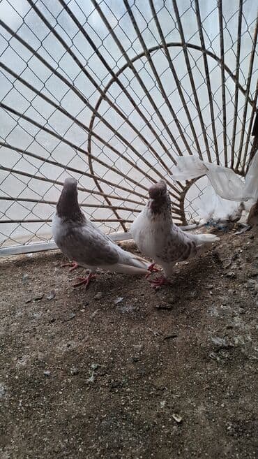 xarı bülbül satışı: Erkek maya iran quslari erkey miz kekil qizgin quslardi goz qabaginda — 2