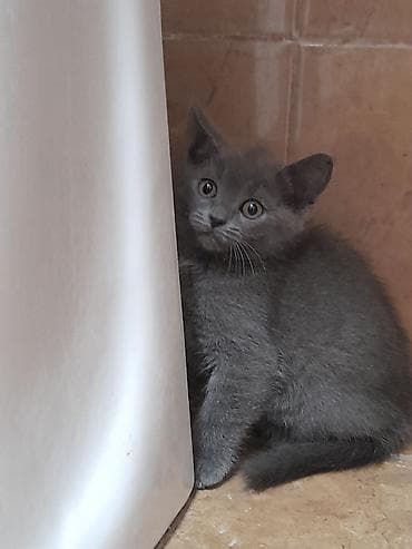 benqal pisik: Şotland, Erkək, Yaxşı əllərə — 1