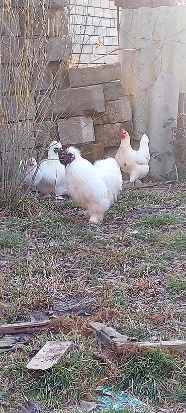 Akvariumlar: Pompom toyuqlarin mayali yumurtasi unvan lenkeran — 6