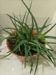 Уличные растения: Aloe vera — 2