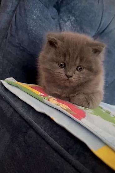 Britan, Erkək, Dişi, Yaxşı əllərə, Ünvandan götürmə