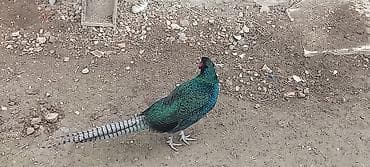 kənd xoruzu: Xoruz, il: 1, Ödənişli çatdırılma — 1