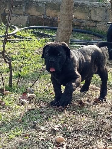 ov itləri: Kane-Korso, 1 ay, Erkek, Sənədli, Ünvandan götürmə, Pulsuz çatdırılma, Rayonlara çatdırılma — 6