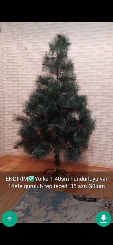 xurma ağacı: Yolkalar şaxda baba sekillerde qiymət məlumat qeyd olunub unvan Gence — 2