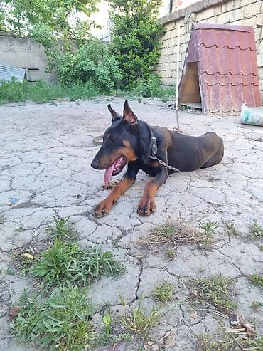 pudel it cinsi: Doberman, 8 ay, Erkek, Peyvəndli — 4