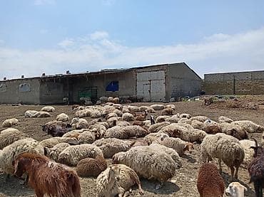sud saqan: Öz saxladıqım heyvanlardı ləqv edirem deye satiram Real alıcıyla — 3