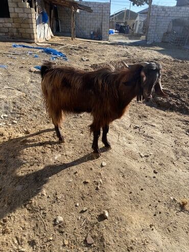 Gəmiricilər: 2 yas yarimliq heleb teke barterde var qoyun quzu keçi çepiş — 1