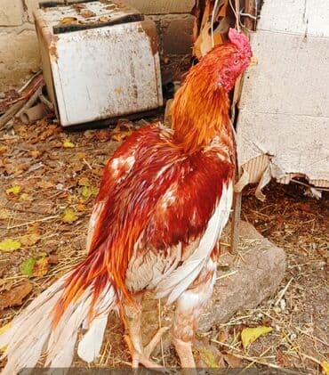 Xoruz, Ağdam, il: 1 lalafo.az -da Xoruz, Ağdam, il: 1