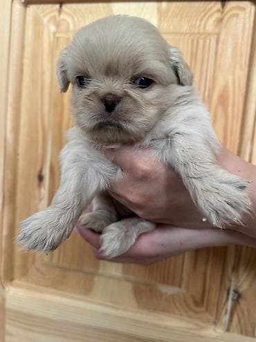 qurdbasar balaları: Pekines, 1 ay, Dişi — 3