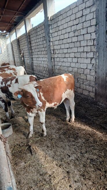 xacmazda satilan inekler: Simmental erkək danalar — 5