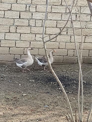 Məhsul: Qazlar (2 ədəd) Təsvir: - Rəng: boz-ağ naxışlı lələklər, tünd — 1