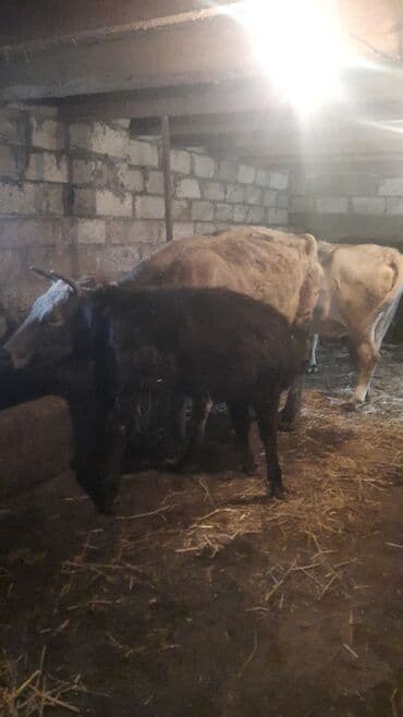 Inəklər, öküzlər: İnək və bala buzov - Ana inək və yanında dişi buzov birgə. - Ana inək — 8