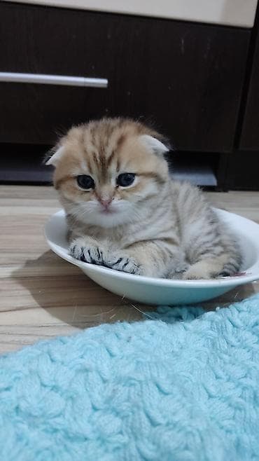 Gəmiricilər: Qızıl şinşilla, Dişi, Yaxşı əllərə, Ünvandan götürmə — 2