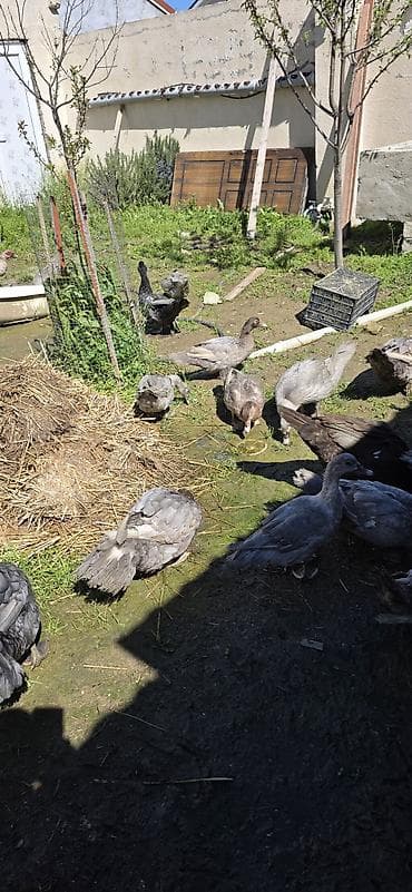 ordek: 6 aylıq cins lal ördəklər ( Krasnodar, Macar Mirvari, Kərpici — 3