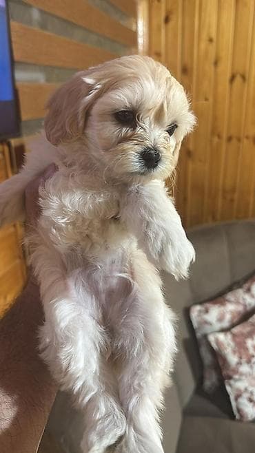 пекинес цена в баку: Пудель, 2 месяца, Самец, С прививками, Платная доставка — 1