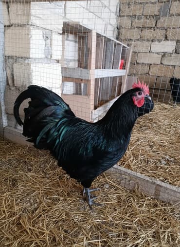 en cox yumurta veren toyuqlar: Cins xoruz – Australorp toyuq temiz qan,tam qara lələklər — 1